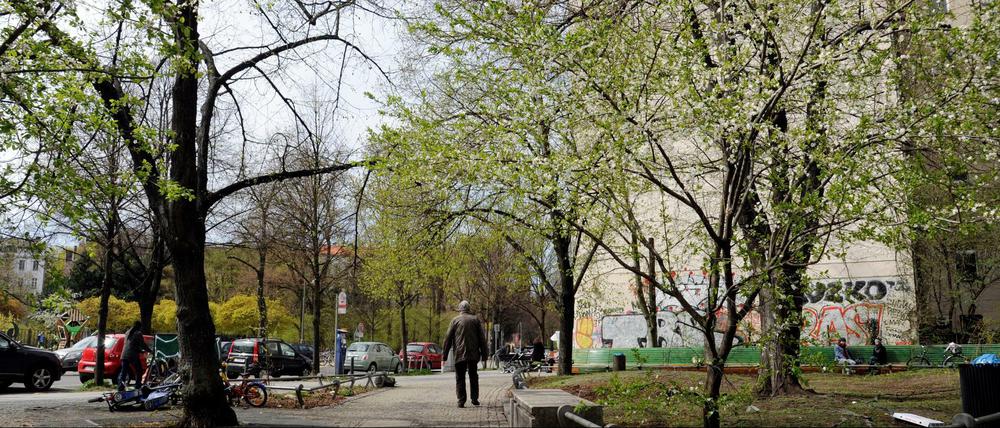 Berlin ist stolz auf seine Straßenbäume, doch es werden immer weniger.