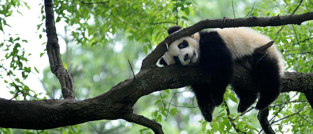Ein großer Panda macht, was er am besten kann: Chillen.