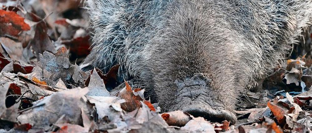 Ausgeschlafen. Wildschweine sind lernfähig: Sie verstecken sich etwa bei Vollmond, wenn mehr Jäger aktiv sind.