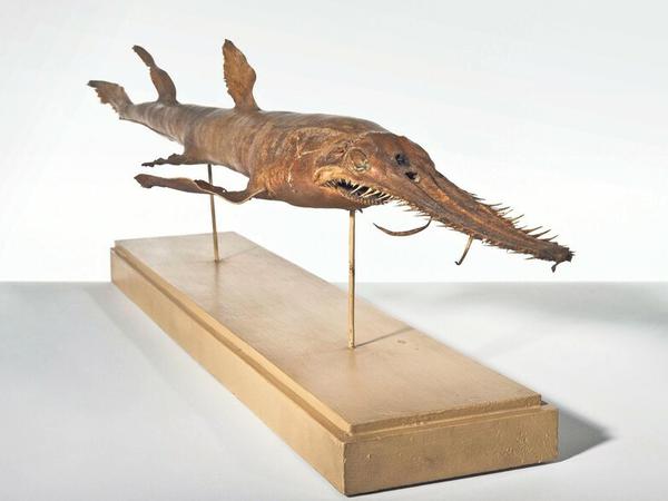 Dieser 38 Zentimeter kurze Sägehai (Pristiophorus cirratus), gefangen um 1810 vor Australien, ist einer von 550 Haien in der Sammlung des Naturkundemuseums. Solche Modelle inspirierten Künstler wie Damien Hirst oder die Entwicklung neuer Schwimmanzüge.