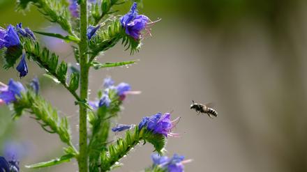 Der Gemeine Natternkopf lockt eine besondere Wildbienenart an: Natternkopfbiene.