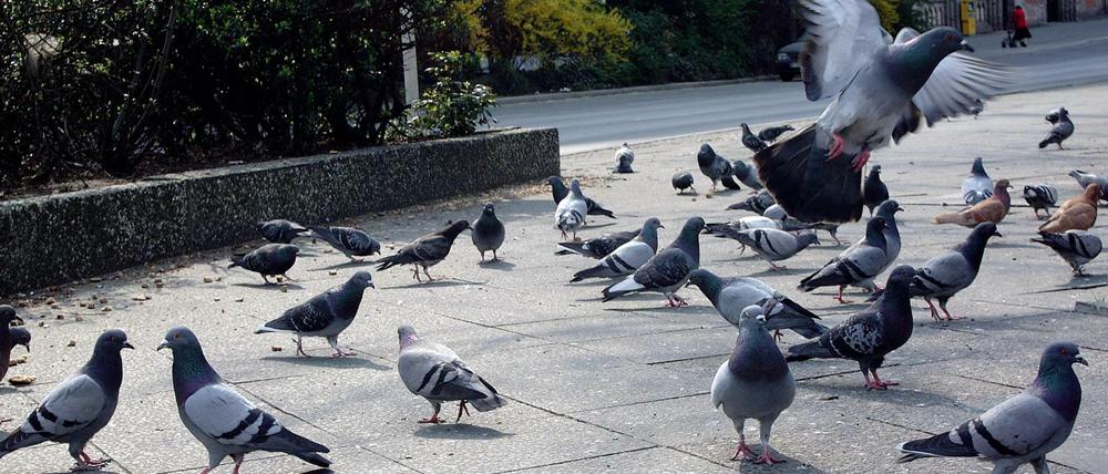 Tauben versammeln sich oft dort, wo sie gefüttert werden.