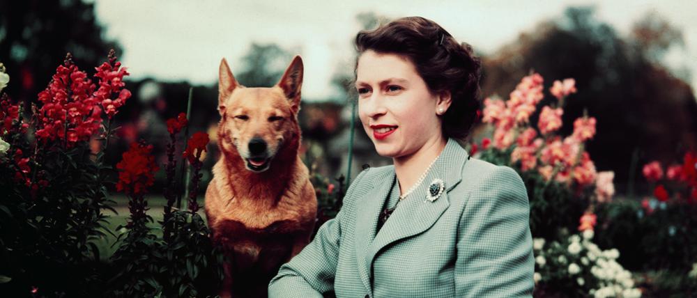 Queen Elizabeth II.  mit einem ihrer Hunde am 28. September 1952.