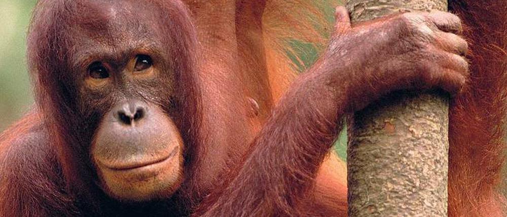 Nahe der Dschungelcamps auf Borneo leben Orang-Utans, allerdings gut versteckt.