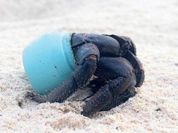  Eine Südseekrabbe hat eine neue Verwendung für Plastikmüll gefunden