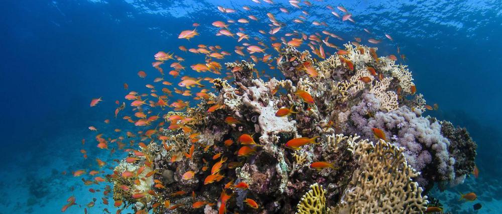 Fische am Great Barrier Reef, an der Küste von Queensland (Australien)