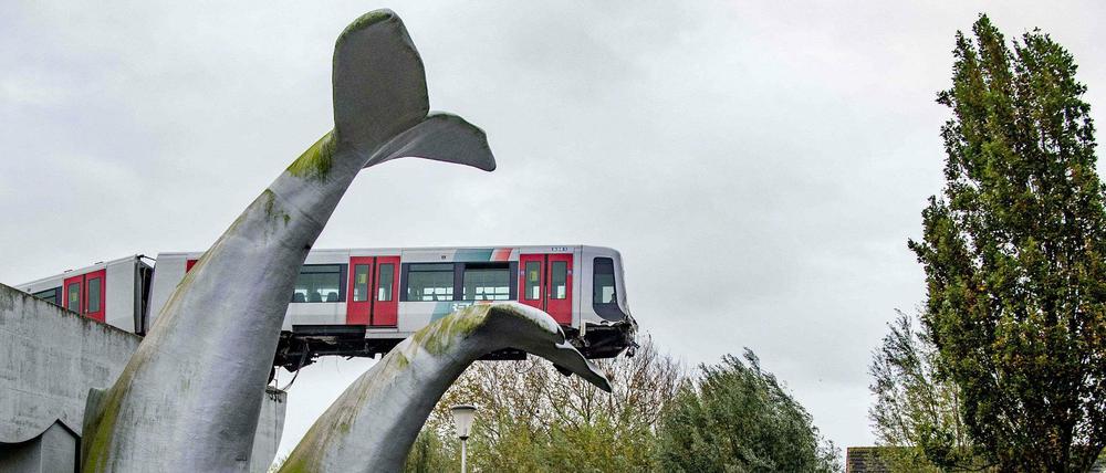Ganz schön knapp: Die niederländische Metro bremste nicht rechtzeitig – und landete auf der Schwanzflosse eines Metallwals.
