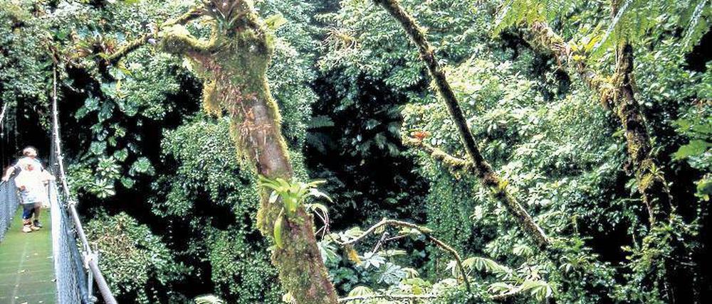 Schutzzone im Nebelwald Monteverde – ein Vorzeigeprojekt in Costa Rica.