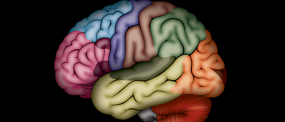 Die verschiedenen Regionen des Gehirns. 
