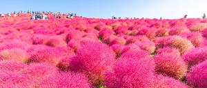 Ein rotes Blütenfeld in Hitachi.