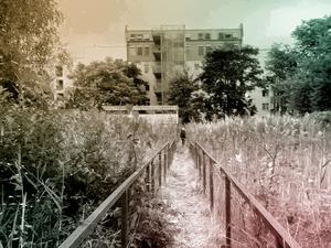 In einem Berliner Hinterhof wächst ein Schilfmoor, das die Nachbarschaft abkühlen soll.