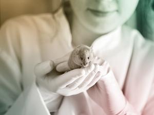 Schon lange tüfteln Forschende an Lösungen, um Organismen zu verjüngen – zum Beispiel mit Mäusen.