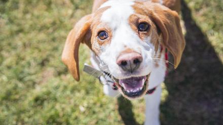 Ein Beagle gilt als besonders guter Schnüffler.