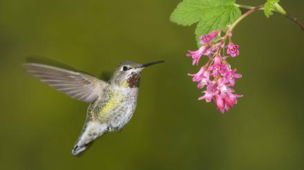Annakolibris erstellen beim Anflug auf eine Blüte anhand kleinster Luftstöße eine 3D-Karte des eigenen Körpers.