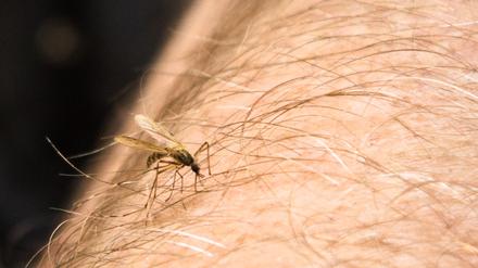 Eine Mücke hat zugestochen. (Symbolbild)