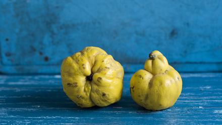 Studio shot of two ripe quinces lying on blue wooden surface, ASF06803