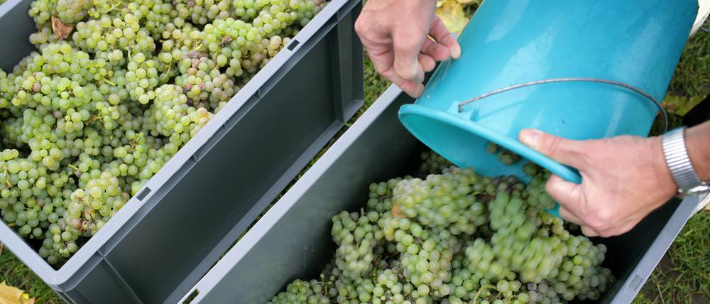 Trauben werden in Berlin im Stadtteil Prenzlauer Berg während der Weinlese vor dem Abtransport gesammelt. Auf rund 2500 Quadratmetern wird am Volkspark Prenzlauer Berg seit einigen Jahren Wein angebaut. 
