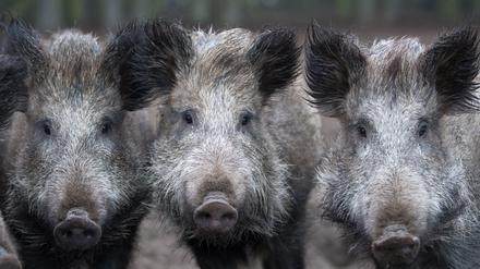 ARCHIV - ARCHIV - 12.01.2018, Brandenburg, Klaistow: Wildschweine in einem Gehege. Das Risiko der Einschleppung der Afrikanischen Schweinepest ist nach wie vor hoch. (zu "Landestierarzt: Risiko für Afrikanische Schweinepest weiter hoch" vom 24.02.2018) Foto: Ralf Hirschberger/dpa-Zentralbild/dpa +++ dpa-Bildfunk +++