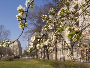 Blühende Sträucher und Bäume in der Karl-Marx-Allee in Berlin-Friedrichshain kündigen den Frühling an. Im Hintergrund der Fernsehturm am Alexanderplatz.