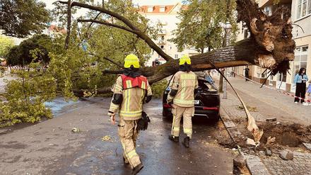 Umgestürzter Baum in Wilmersdorf. (Foto aktuell)