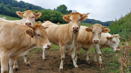 Das Krim-Kongo-Fieber-Virus wird von Zecken übertragen und befällt oft Tiere - anders als für den Menschen ist es für diese aber meist ungefährlich.