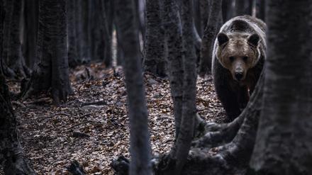 In Griechenland greifen Braunbären vermehrt die Tiere von Landwirten und Imkern an.