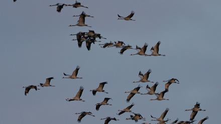 Kraniche fliegen in Linum zu ihren Schlafplätzen.