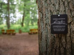 Baum statt Grabstein: Immer mehr Menschen entscheiden sich für die letzte Ruhestelle im FriedWald. // Weiterer Text über ots und www.presseportal.de/nr/55775 / Die Verwendung dieses Bildes für redaktionelle Zwecke ist unter Beachtung aller mitgeteilten Nutzungsbedingungen zulässig und dann auch honorarfrei. Veröffentlichung ausschließlich mit Bildrechte-Hinweis.