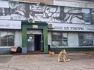 Ein Straßenhund in Tschernobyl.