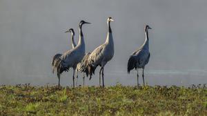Die Vogelgrippe breitet sich erneut aus – erstmals sind auch Kraniche betroffen.