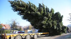 23.11.2025, Thüringen, Sömmerda: Der Weihnachtsbaum für das Brandenburger Tor wird nach der Fällung auf einen LKW verladen. Foto: Tobias Junghannß/dpa +++ dpa-Bildfunk +++