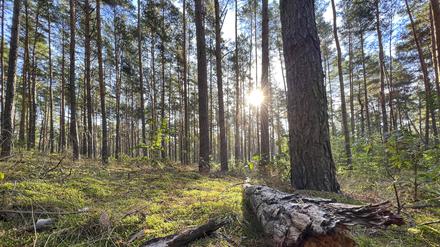 Ein Kiefernwald im Berliner Umland.