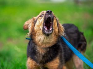 Kläffener Hund an der Leine (Symbolbild).
