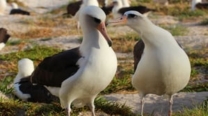 Ein schönes Paar: Wisdom (li.) zusammen mit ihrem Partner 2015.