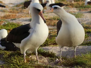 Ein schönes Paar: Wisdom (li.) zusammen mit ihrem Partner 2015.