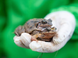 Zwei Grasfrösche im Paarungsmodus. Oder sind es doch Kröten?