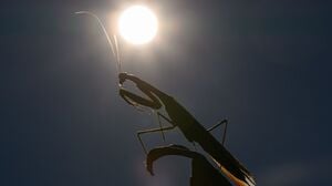 Das Jahr 2025 dürfte eines der drei heißesten werden. (Archivbild)