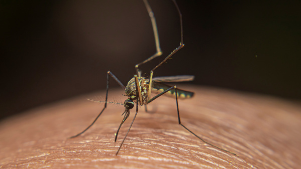 Zoo-Tech: Einen Aedes-Mücke tut, was Mücken so tun.