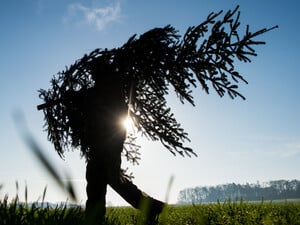 Nordmanntannen sind besonders beliebt als Weihnachtsbäume, auch auf dem Schwarzmarkt.