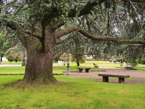 Eine Zeder in einem Stadtpark. Wäre das auch was für deutsche Großstädte, etwa Berlin?