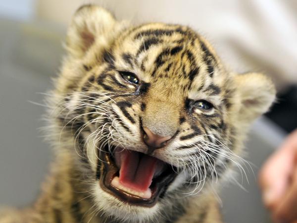Aus einem Tigerchen kann eine starke Tigerin werden.