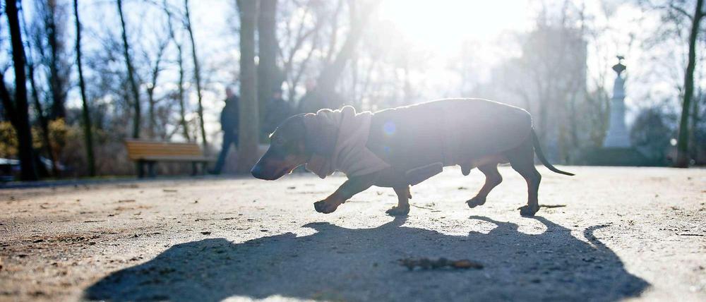 Berliner Trendhund: der Dackel