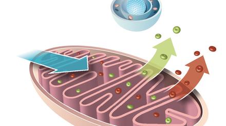 Die Zellatmung Muskel-, Nerven- oder Sinneszellen könnten ohne sie nicht leben: Mitochondrien sind die Kraftwerke der Zelle. Aus mit dem Blut aufgenommenen Sauer- und Nährstoffen produzieren sie den Energieträger Adenosintriphosphat (ATP). Dabei bilden sich jedoch auch Abfallprodukte, sogenannte Freie Radikale, also aggressive Moleküle, die Erbgut und Zelle schädigen.
