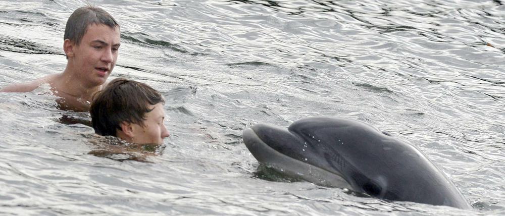 Ein Delfin schwimmt zwischen Badenden im Eingang zum Alten Schleusenkanal in Holtenau bei Kiel.