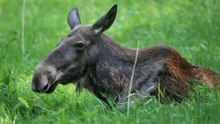 Welch ein Elch! Diese Elchkuh wurde allerdings nicht an der Autobahn bei Erkner fotografiert, sondern im Wildpark im brandenburgischen Groß Schönebeck.