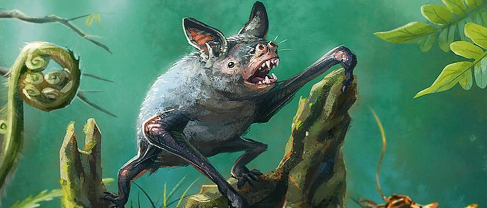 Große Neuseelandfledermaus, wahrscheinlich ausgestorben um 1960.