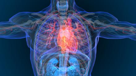 Das Herz wird durch Schrittmacherzellen im Takt gehalten.