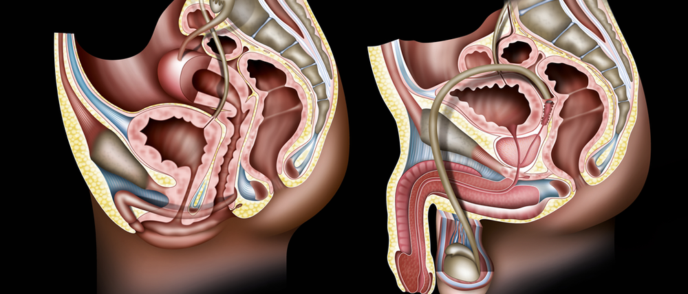Geschlechtsorgane von Mann und Frau