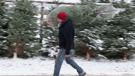 Weihnachtsbaumverkäufer Gunter Brückner trägt am 23.11.2015 bei Erfurt (Thüringen) eine Nordmanntanne. 