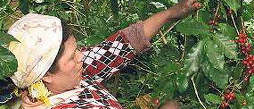 Mehr Geld. Die Arbeiter auf Kaffeeplantagen profitieren vom System.